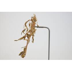 <em>Phycodurus eques</em>, Leafy Seadragon. [A 19372]