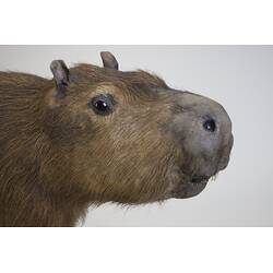 <em>Hydrochoeris hydrochaeris</em>, Greater Capybara. [C 30646]