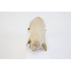 <em>Notoryctes typhlops</em>, Southern Marsupial Mole. [C 25067]