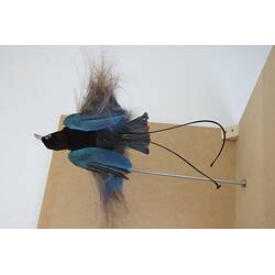 <em>Paradisaea rudolphi rudolphi</em>, Blue Bird-of-Paradise. [58432]