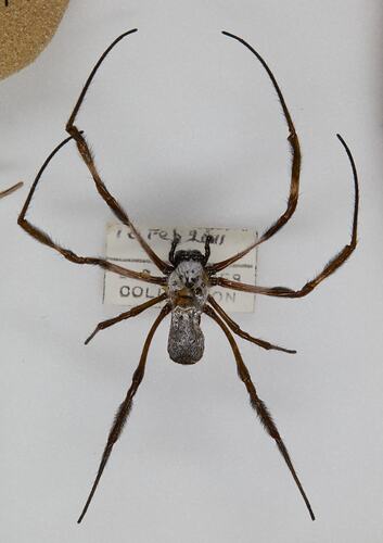 <em>Nephila</em> sp., golden orb weaving spider. [K 16358]