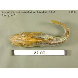 Fish specimen with scale bar, dorsal view.