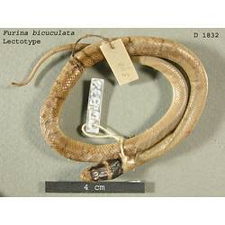 Dorsal view of coiled snake specimen.