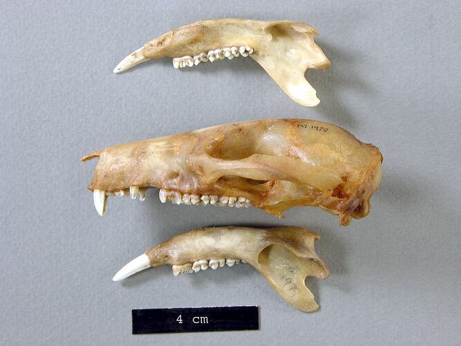 side view of potoroo lower jaws and skull.