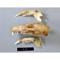 side view of potoroo lower jaws and skull.