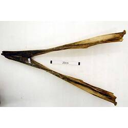 Lower jaw bone of Cuvier's Beaked Whale.