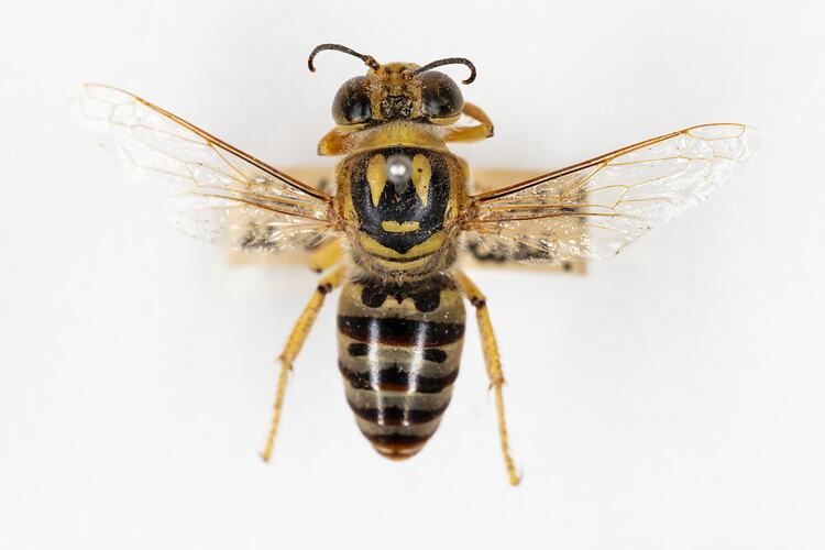 <em>Bembix flavifrons</em>, Sand Wasp. [HYM 99002]
