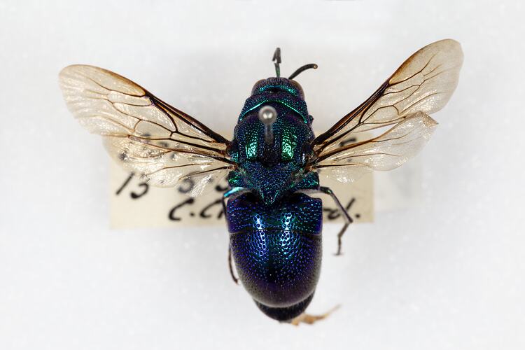 Family Chrysididae, cuckoo wasp. [HYM 99074]
