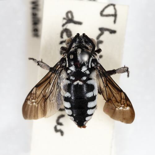<em>Thyreus delumbatus</em>, cuckoo bee. [HYM 99109]