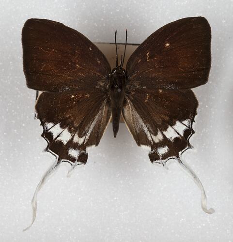 <em>Eooxylides tharis</em>, Branded Imperial. [LEP 42024]