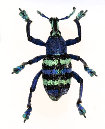 <em>Eupholus</em> sp., weevil. [COL 143717]