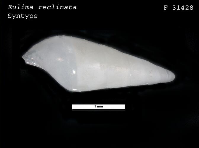 <em>Eulima reclinata</em>, marine snail.  Syntype.  R.F. Geale Collection.  Registration no. F 31428.