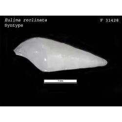 <em>Eulima reclinata</em>, marine snail.  Syntype.  R.F. Geale Collection.  Registration no. F 31428.