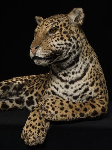 Taxidermy jaguar specimen posed reclining, head up and front pwas crossed.