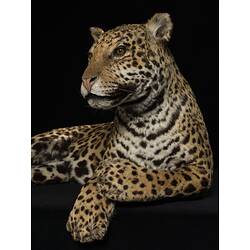 Our Wondrous Planet, Rainforest: Taxidermy Mount - Jaguar, <em>Panthera onca</em>
