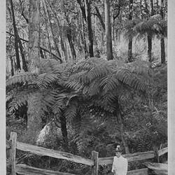 Photograph - Women in Fern Gully, by A.J. Campbell, Dandenong Ranges, Victoria, circa 1890