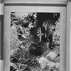 Photograph - Lyrebird Nest with Egg, by A.J. Campbell, Victoria, circa 1895
