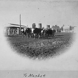Photograph - 'To Market', Herding Cattle Past the Railway Yards, by A.J. Campbell, Echuca, Victoria, circa 1895