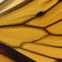<em>Danaus plexippus</em>, Monarch. [LEP 42017]