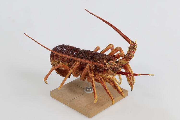 <em>Jasus edwardsii</em>, Southern Rock Lobster. [J 75632]