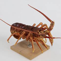 Our Wondrous Planet, Our Wild Family: Dry Specimen - Southern Rock Lobster, <em>Jasus edwardsii</em> (Hutton, 1875)