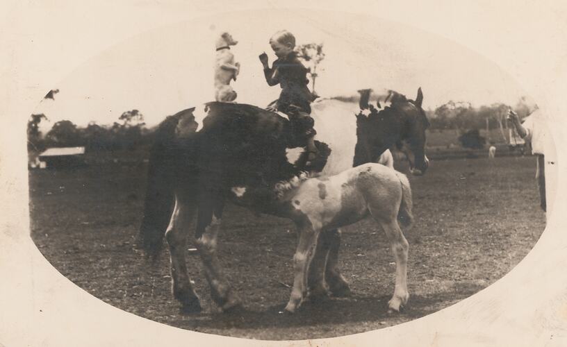 Boy sitting backwards on pony with and dog on its back legs, whilst the pony's foal has drink.
