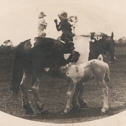 Digital Photograph - Holden Brothers Circus, Boy Sitting Backwards on Pony with Dog, while Pony's Foal has Drink, circa 1935