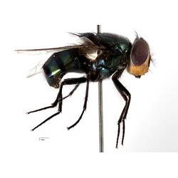 Lateral view of pinned blowlfy specimen.