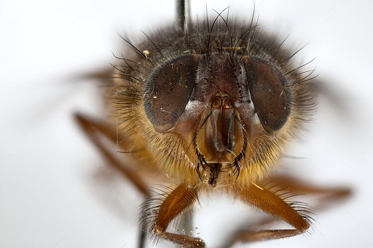 Head front view of pinned blowlfy specimen.