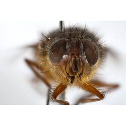 Head front view of pinned blowlfy specimen.