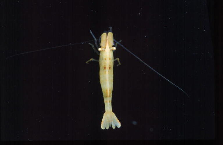 Weed Shrimp viewed from above.