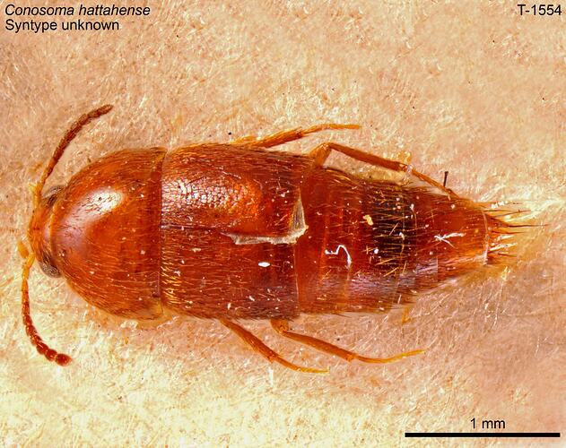 Beetle specimen, dorsal view.