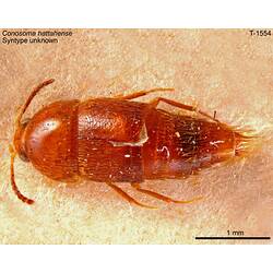 <em>Conosoma hattahense</em> Oke, 1933