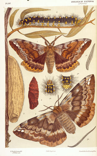 Colourful image of brown butterflies and caterpillars.