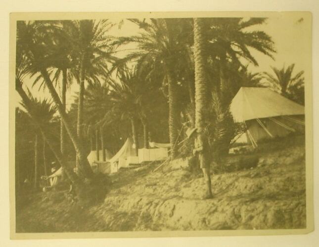 Australian military camp of tents pitched amongst palm trees.