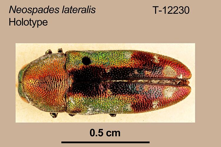 Jewel beetle specimen, dorsal view.