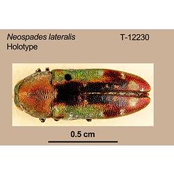 Jewel beetle specimen, dorsal view.