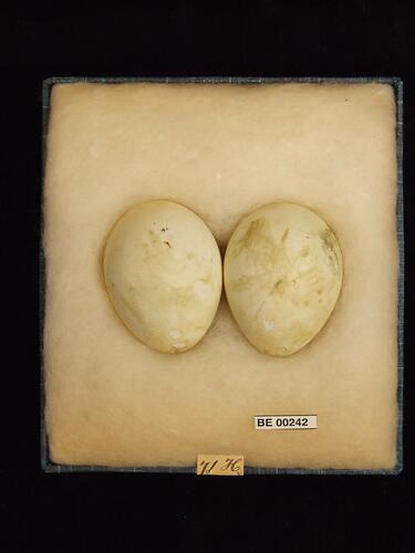 Two bird eggs with specimen labels in box.