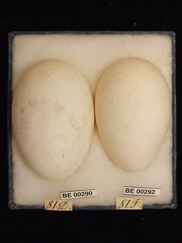 Two bird eggs with specimen labels in box.