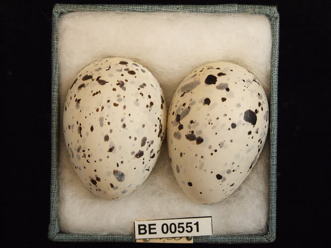 Two bird eggs with specimen labels in box.
