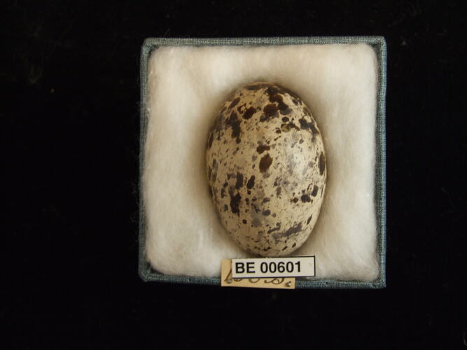 Bird egg with specimen labels in box.