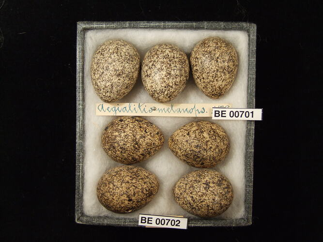Seven bird eggs with specimen labels in box.