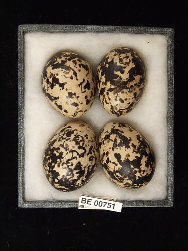 Four bird eggs with specimen labels in box.