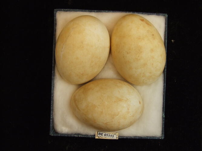 Three bird eggs with specimen labels in box.