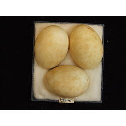 <em>Icthyophaga leucogaster</em>