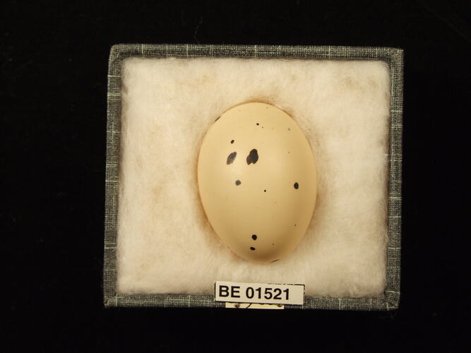 Bird egg with specimen labels in box.