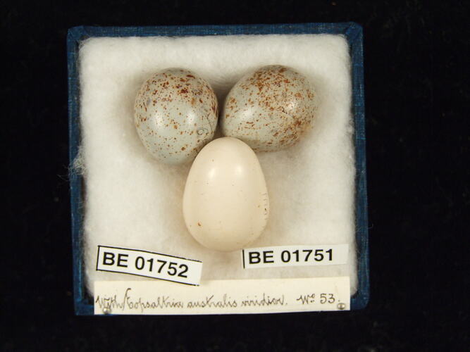 Three bird eggs with specimen labels in box.