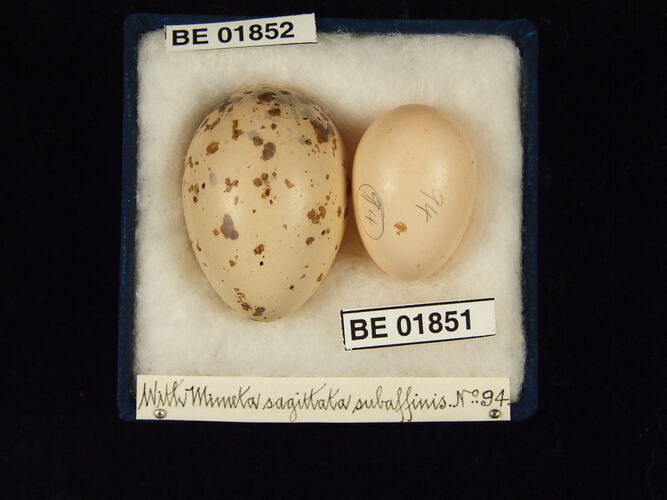 Two bird eggs with specimen labels in box.