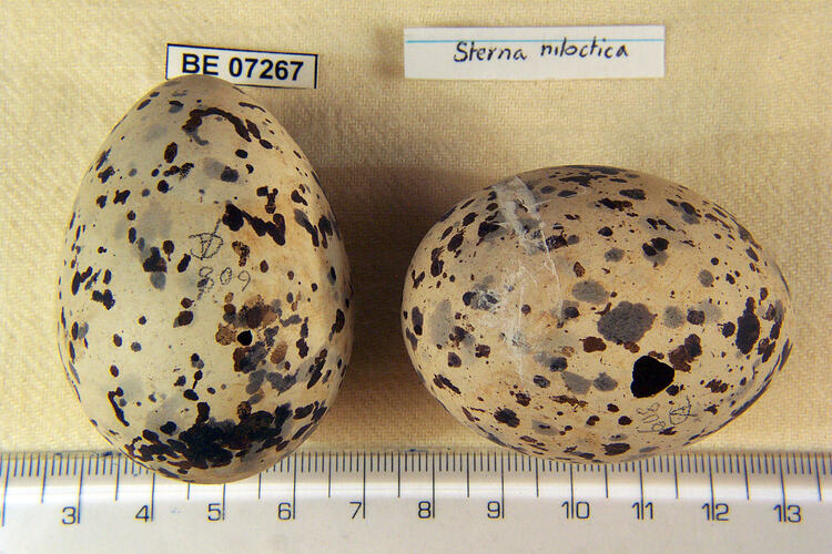 Two bird eggs and specimen labels beside ruler.