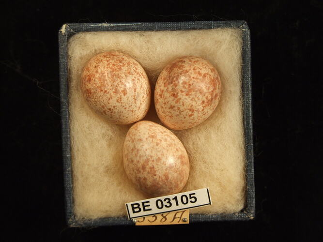 Three bird eggs in box with labels.